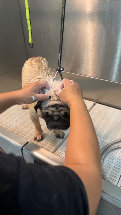 petNmind Naturals & Self-Wash Monrovia - Sir Carlton Cooper getting shampooed - Pet Stores Near Me - Monrovia, California