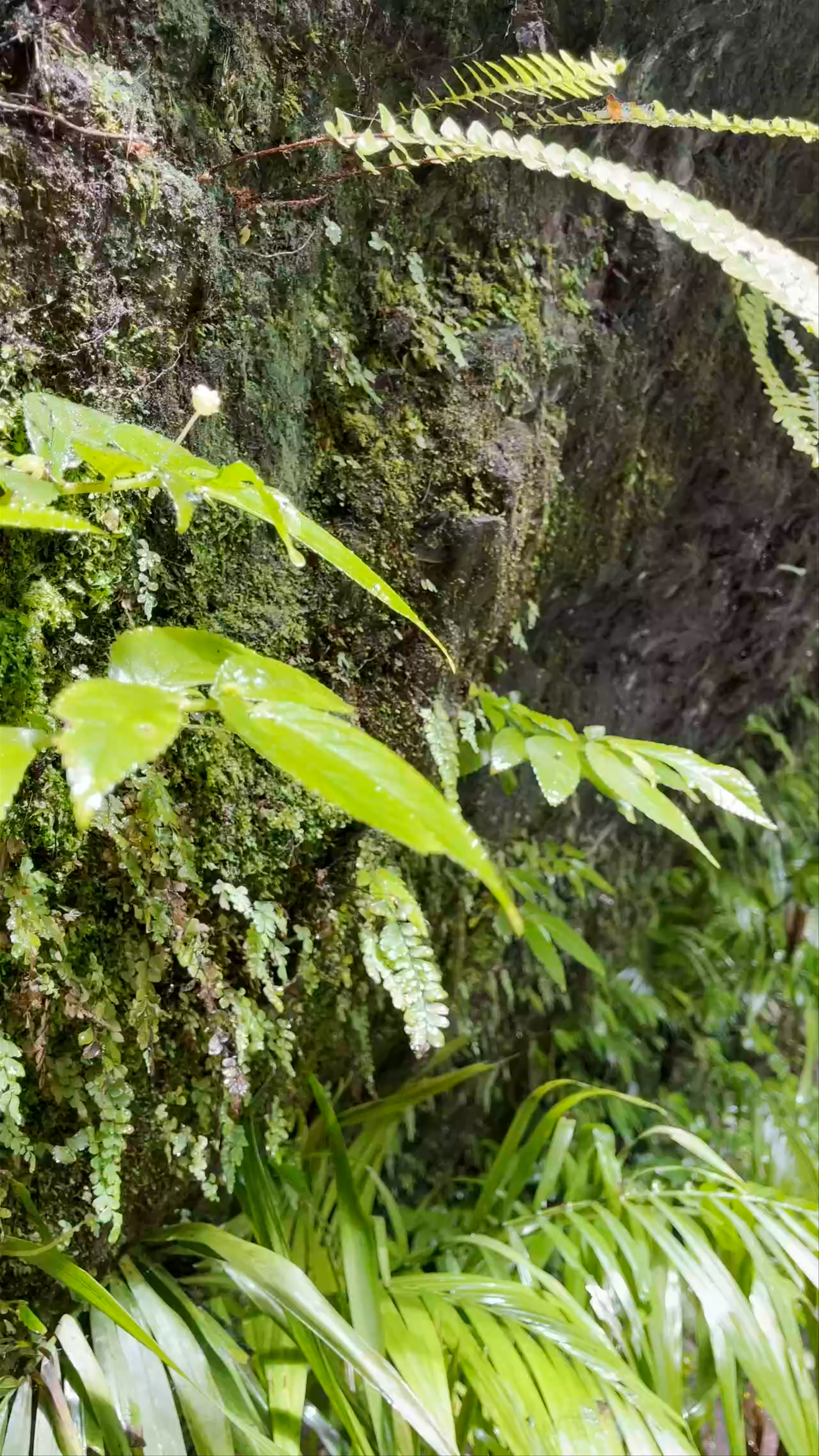Curtis Falls Walking Track Waterfall and Lush Greenery, Tamborine Mountain