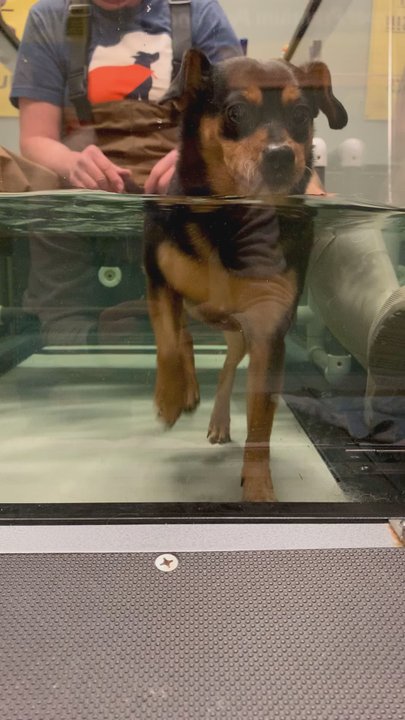 The PawStand - Maybe the 3rd visit, getting more comfortable. - Pet Services Near Me - Doraville, Georgia