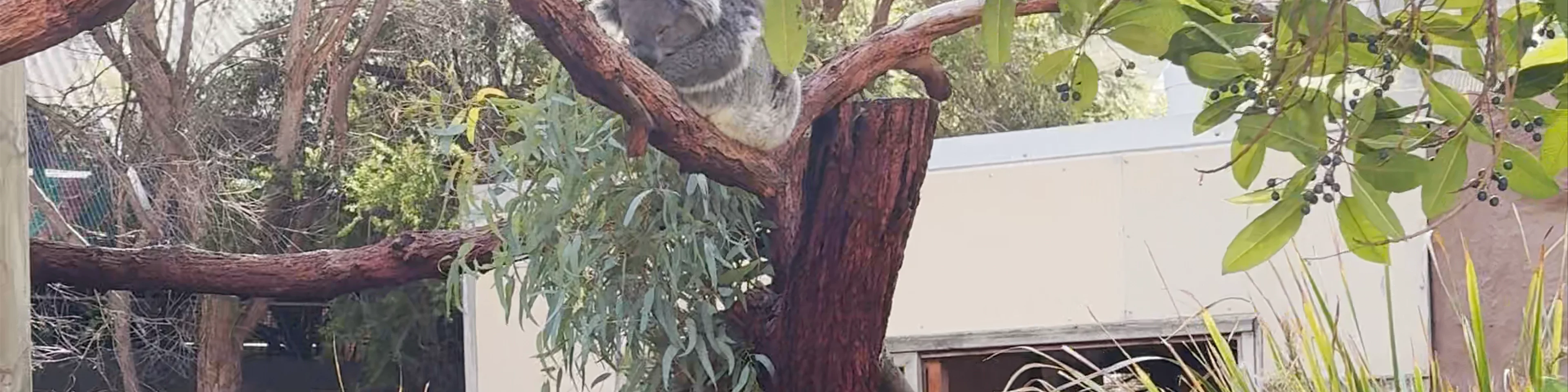 Adelaide Zoo