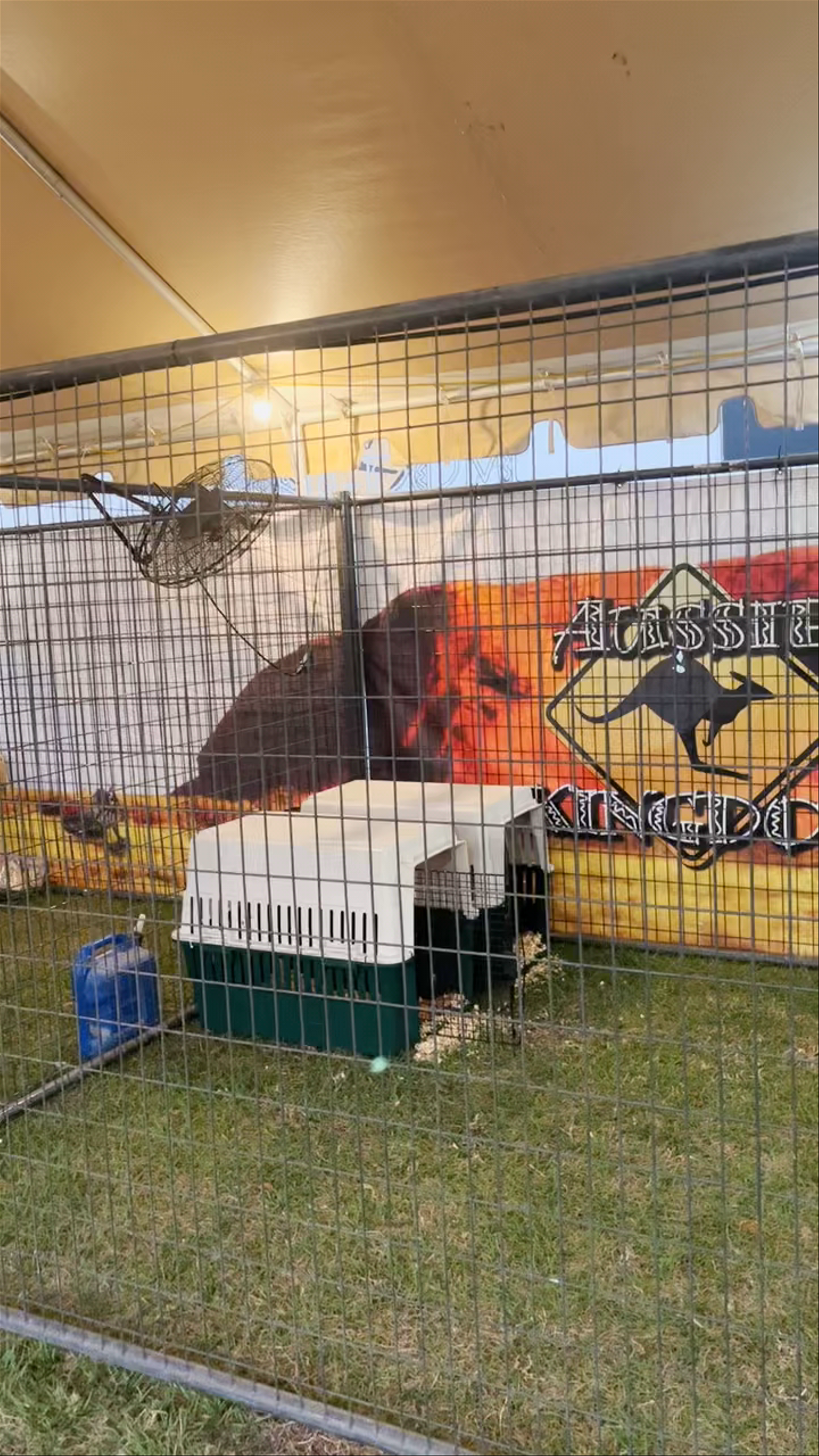 Aussie Kingdom Animal Encounter at Central Florida Fairgrounds