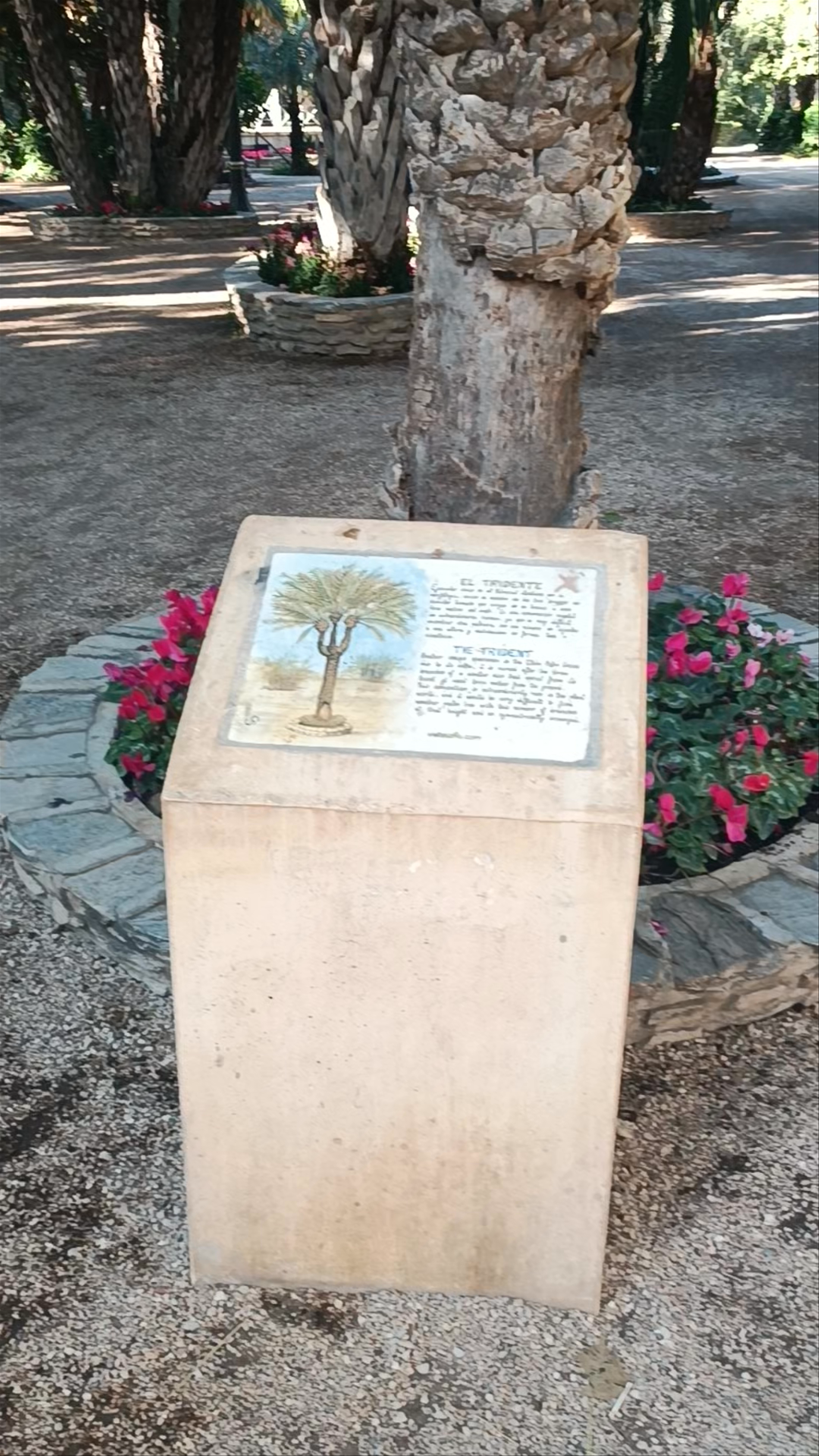 El Tridente - Palmera Singular