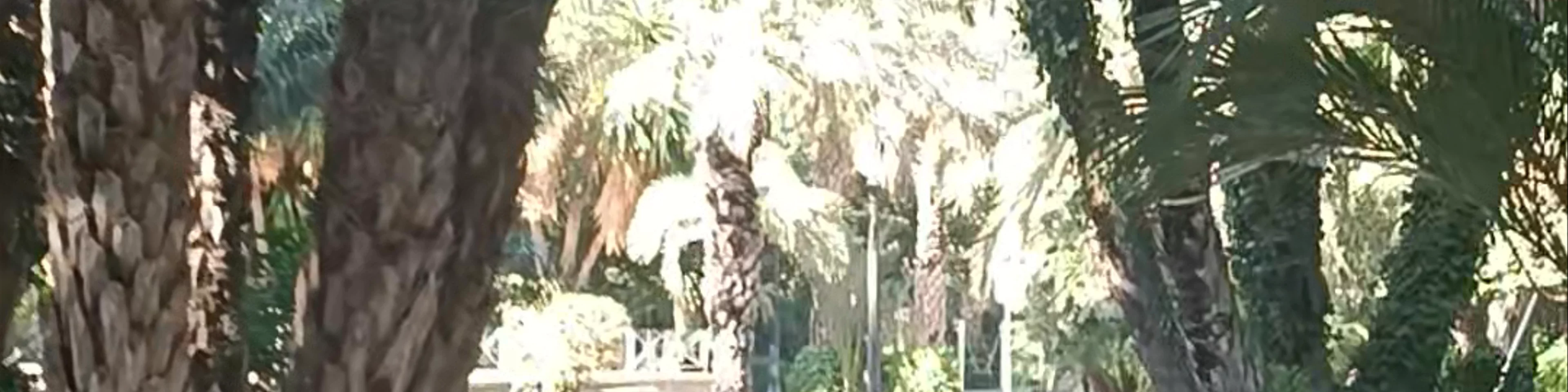 El Tridente - Palmera Singular