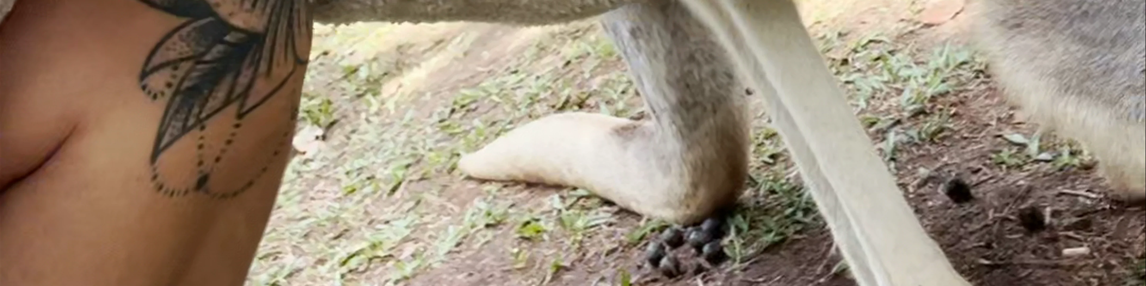 Australia Zoo