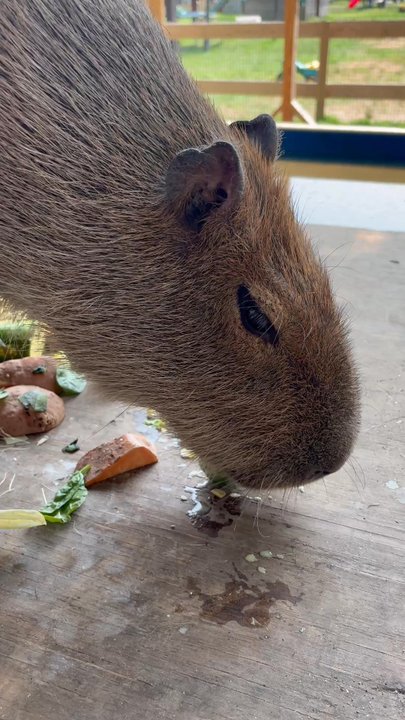 Animal Adventures - Capybara - Zoos Near Me - Bolton, Massachusetts