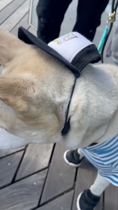 Aunt Hilda - Pet Sitting Near Me - Brooklyn , New York