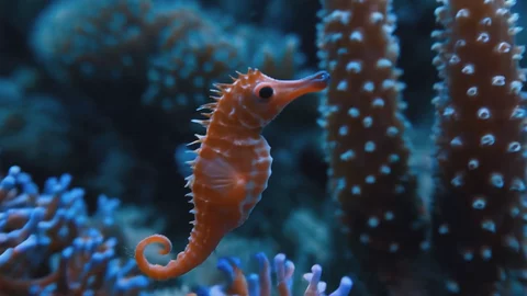 Deep Sea Bioluminescence