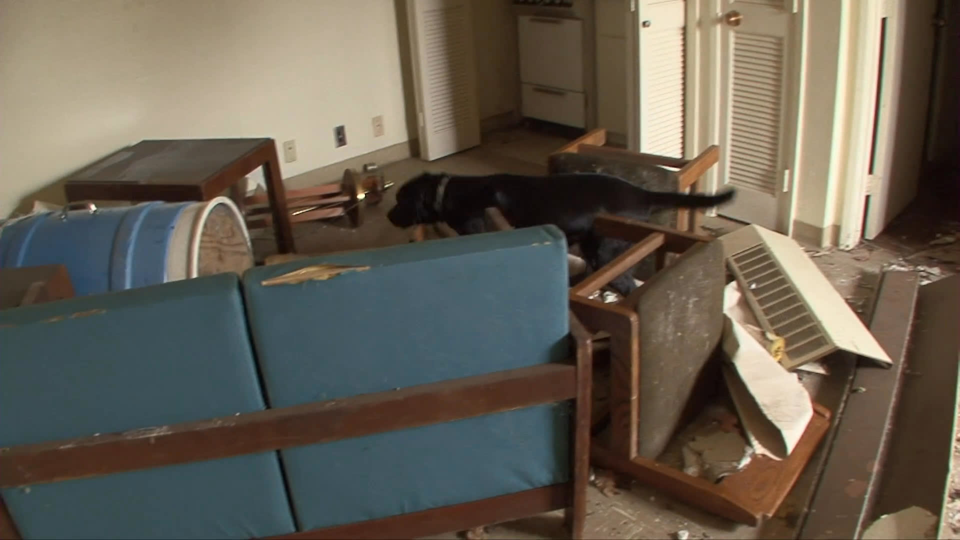 A black labrador traverses a ruined and debris-filled residential space, moving cautiously through the dilapidated rooms.