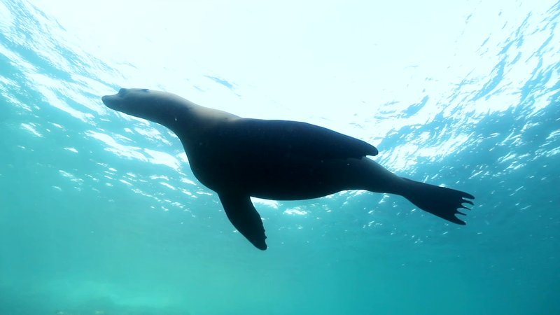 Sea Lion poster