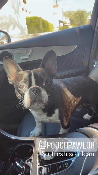 Pooch Pawlor Spa - So fresh so clean - Pet Groomers Near Me - Glendale, California