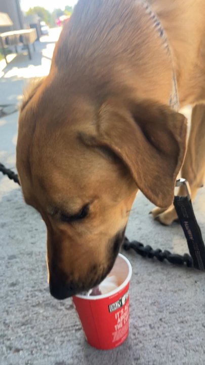 Dazbog Coffee - Pup Cup - a birthday treat for a birthday girl Autumn - Coffee & Tea Near Me - Castle Rock, Colorado