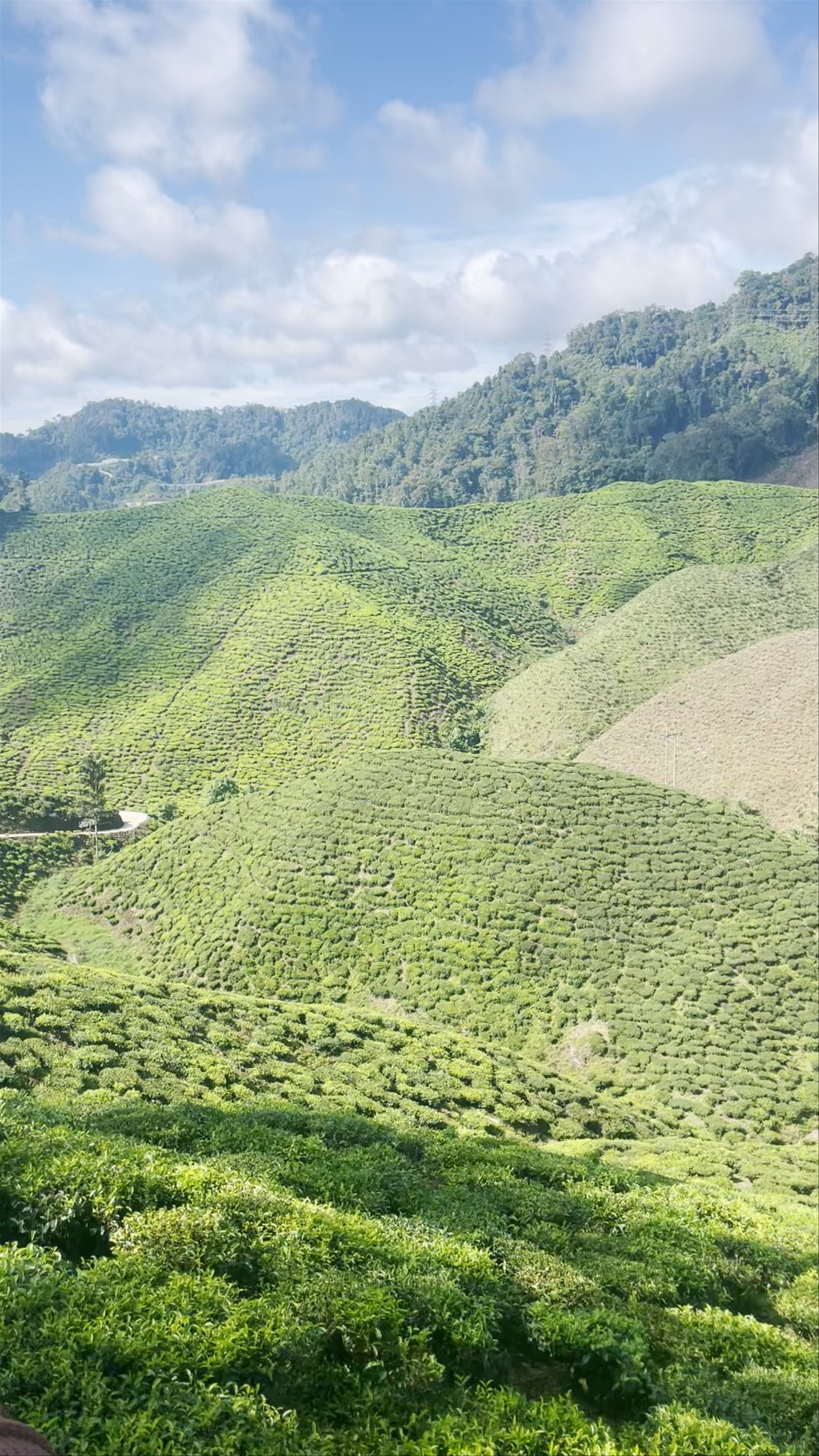 Cameron Valley Tea House 2