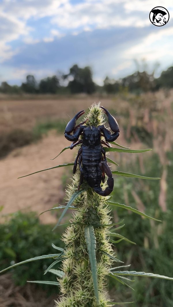 Organic Ganja and scorpions