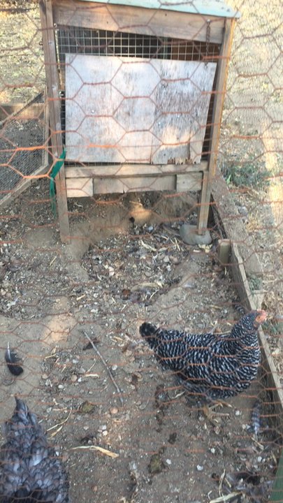 Johnson U-Pick Farm - Chickens - Pick Your Own Farms Near Me - Gridley, California
