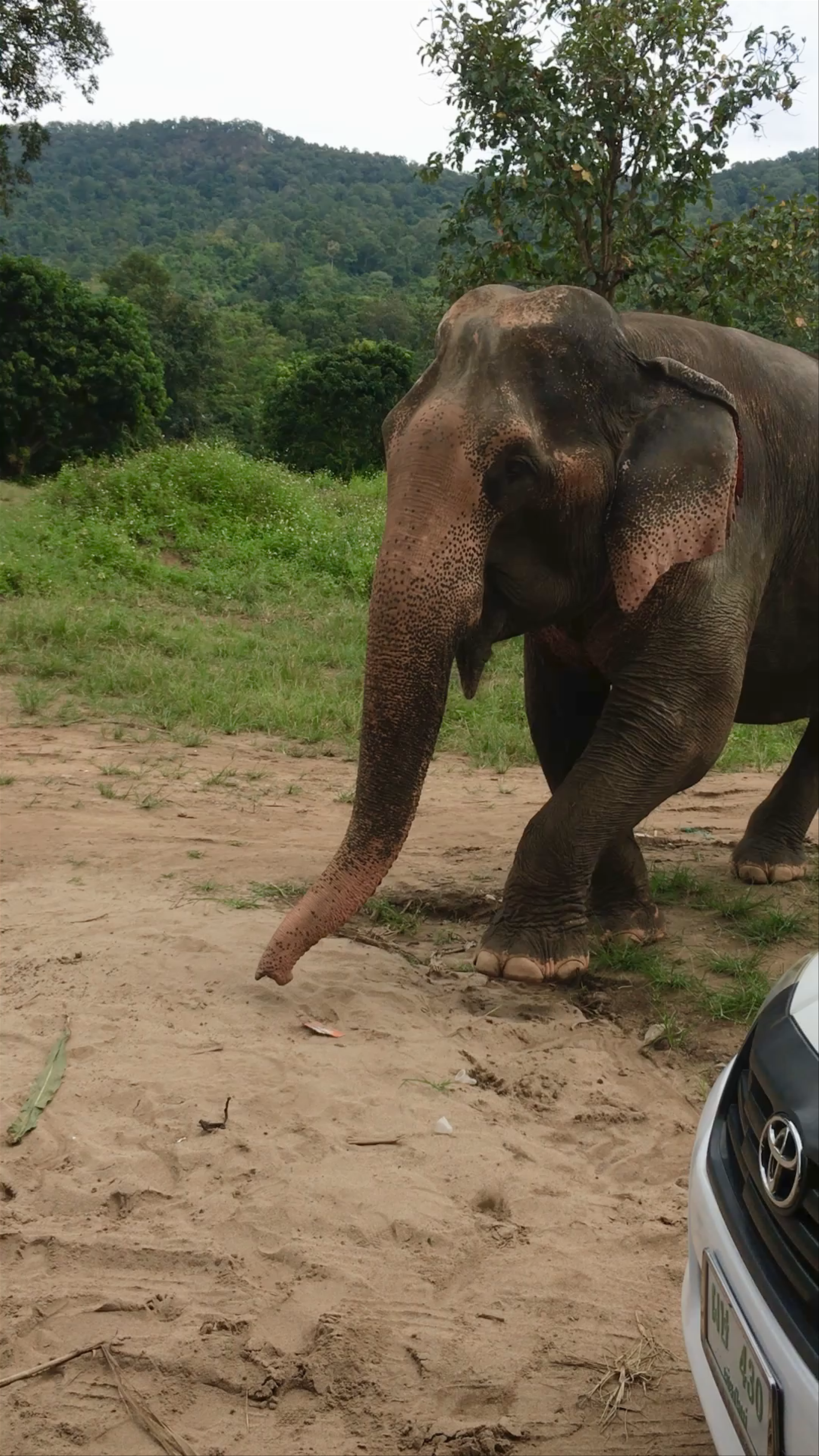 Elephant Jungle Sanctuary: Up-Close with Gentle Giants in Chiang Mai