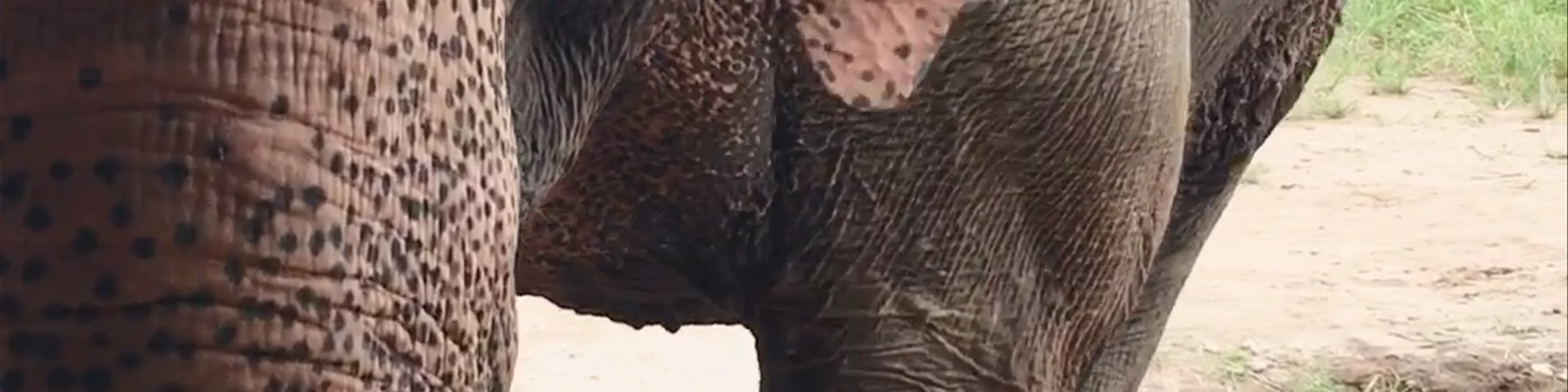 Elephant Sanctuary