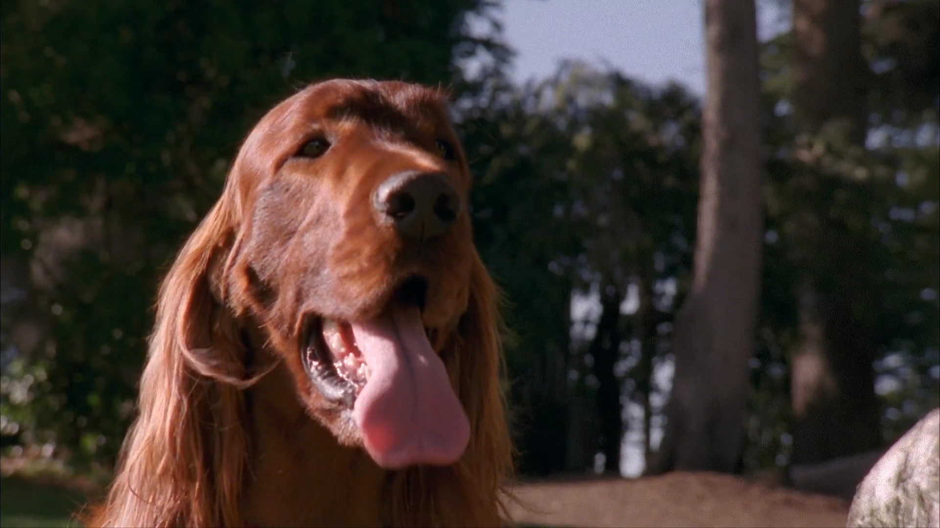 Two individuals engage in a relaxed outdoor conversation in a city park while their Irish setter and Irish wolfhound interact nearby.