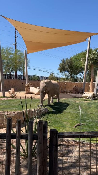 Reid Park Zoo - The elephant enclosure was top notch - Zoos Near Me - Tucson, Arizona
