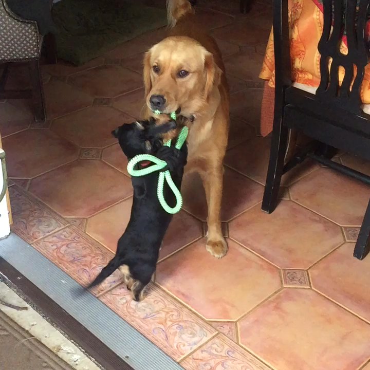 PoshPaws - Pet Sitting Near Me