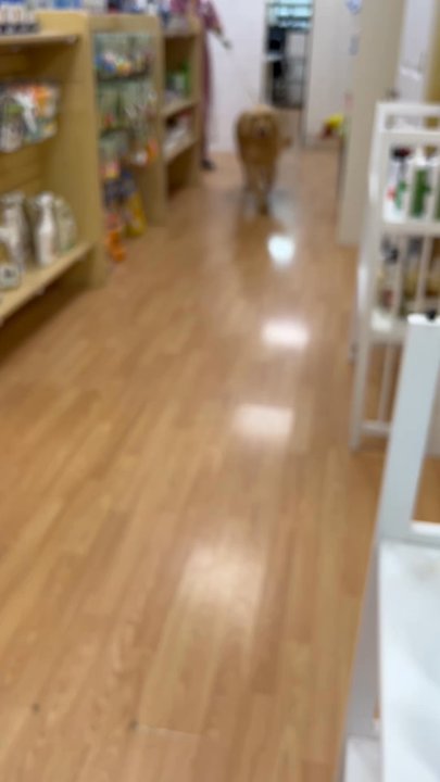 Head to Tail - Excellent Bath Service for My Golden - Pet Stores Near Me - Cliffside Park, New Jersey
