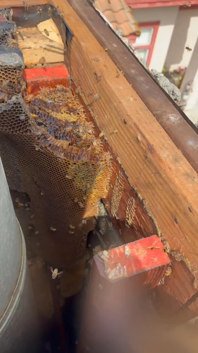 Bee Catchers - Pest Control Near Me - Van Nuys, California