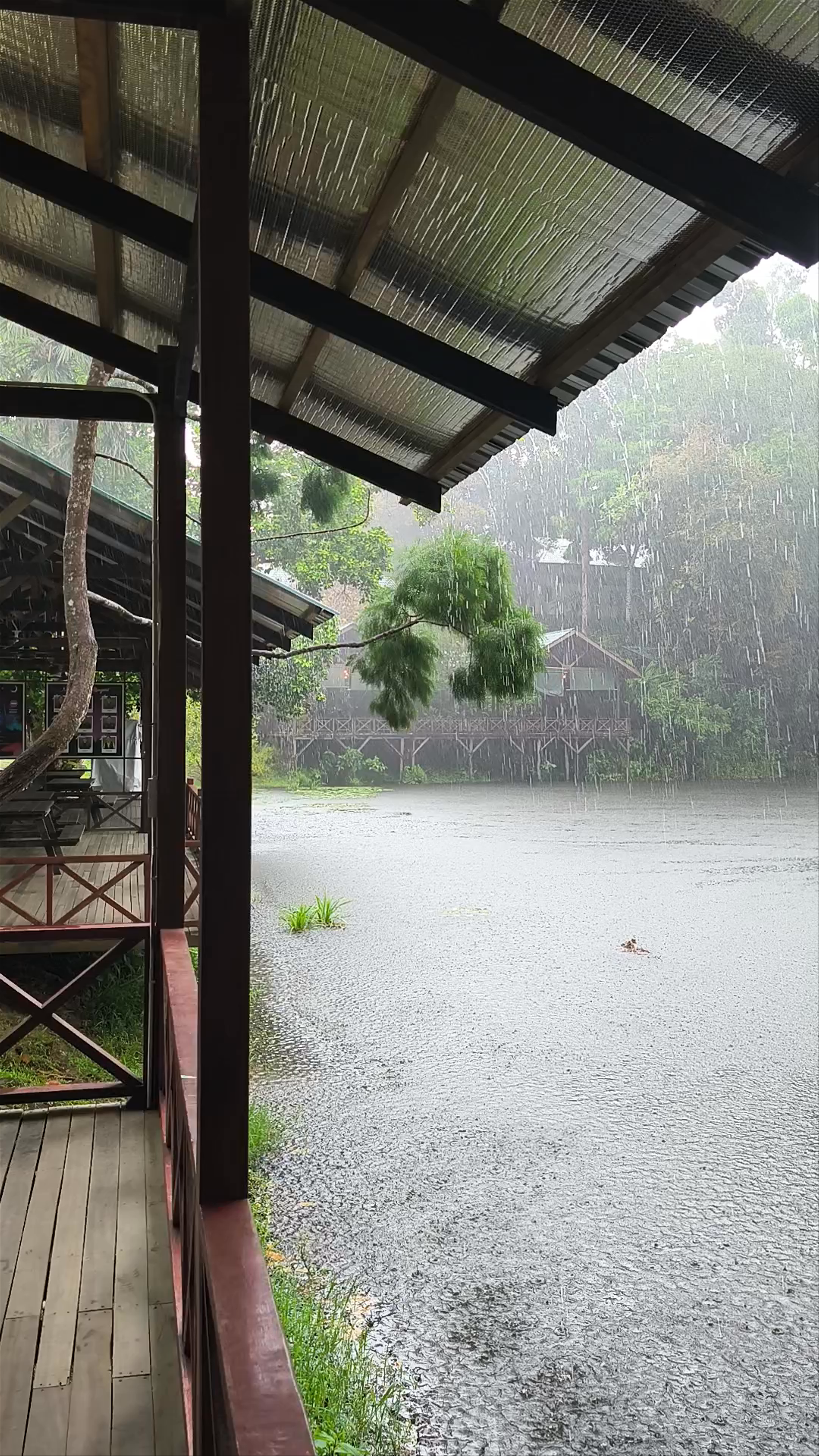 Rainy Escape at Lakeside Pavilion, Sepilok, Sandakan
