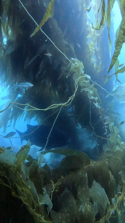 Scuba by Design - Giant seabass float in the kelp - Scuba Diving Near Me - Avalon, California