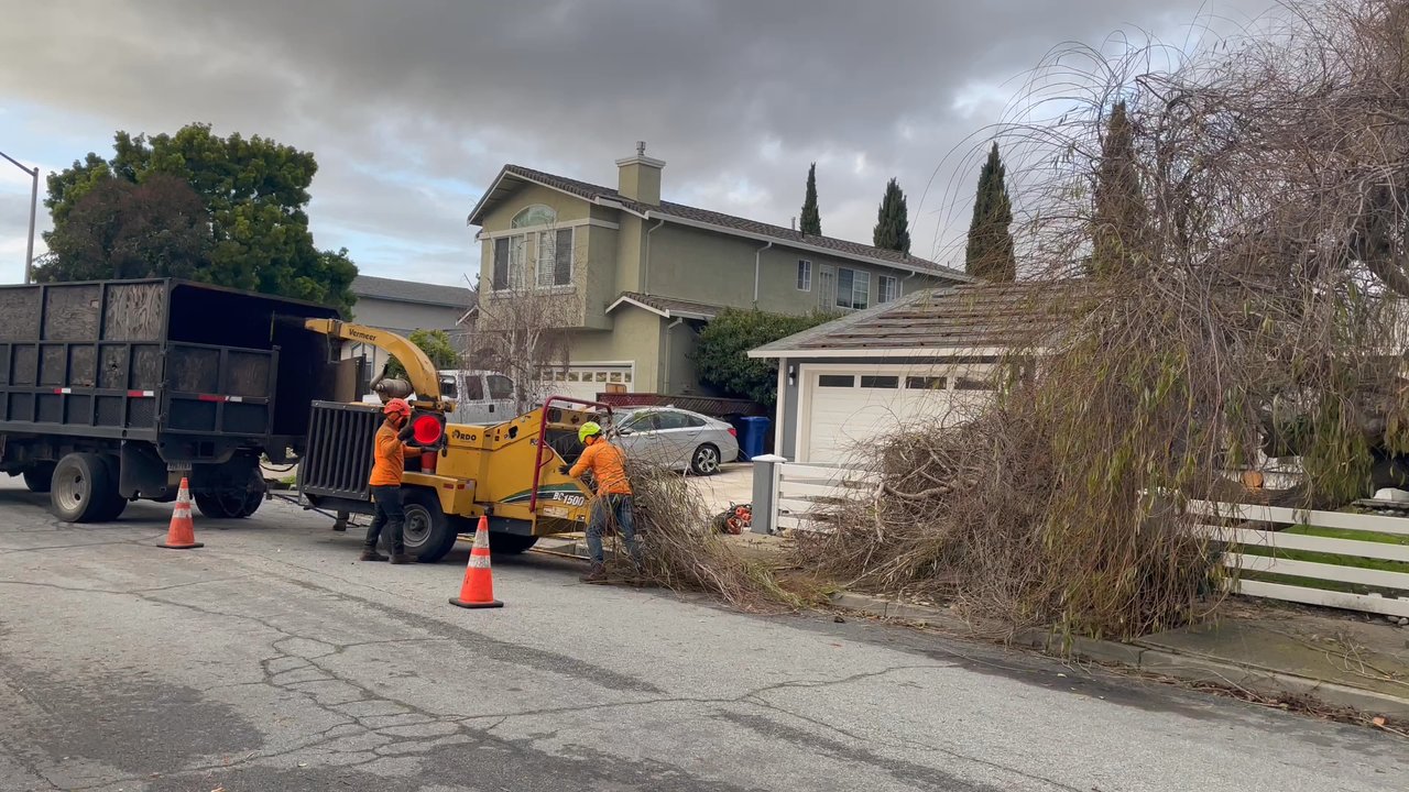 Lorenzo's Tree Service - 35 year old fallen willow tree removal - Tree Services Near Me