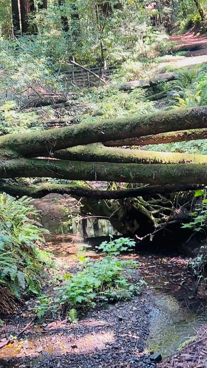 Baltimore Canyon - Hiking Near Me - Larkspur, California