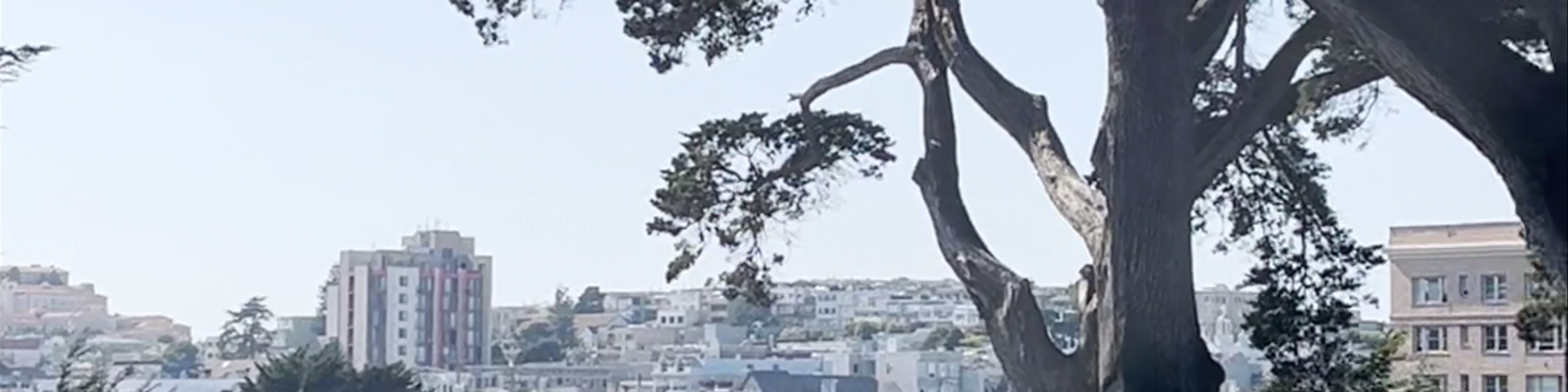 Alamo Square Park