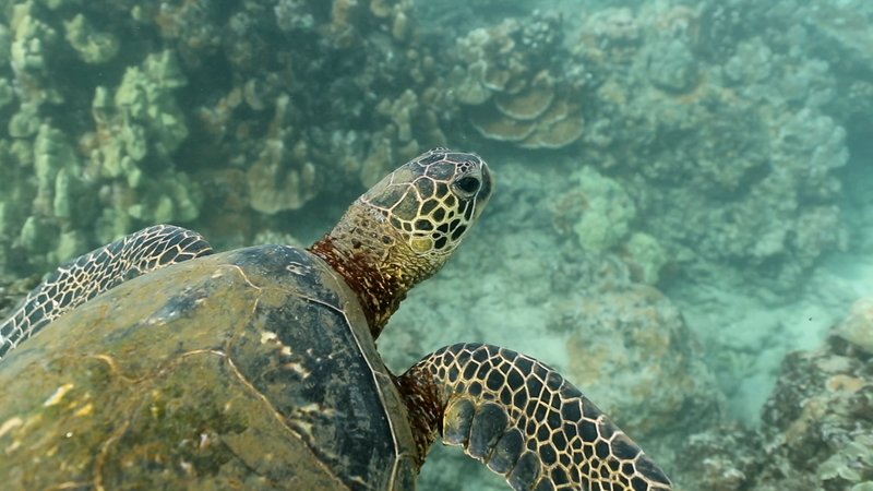 Green Sea Turtle poster