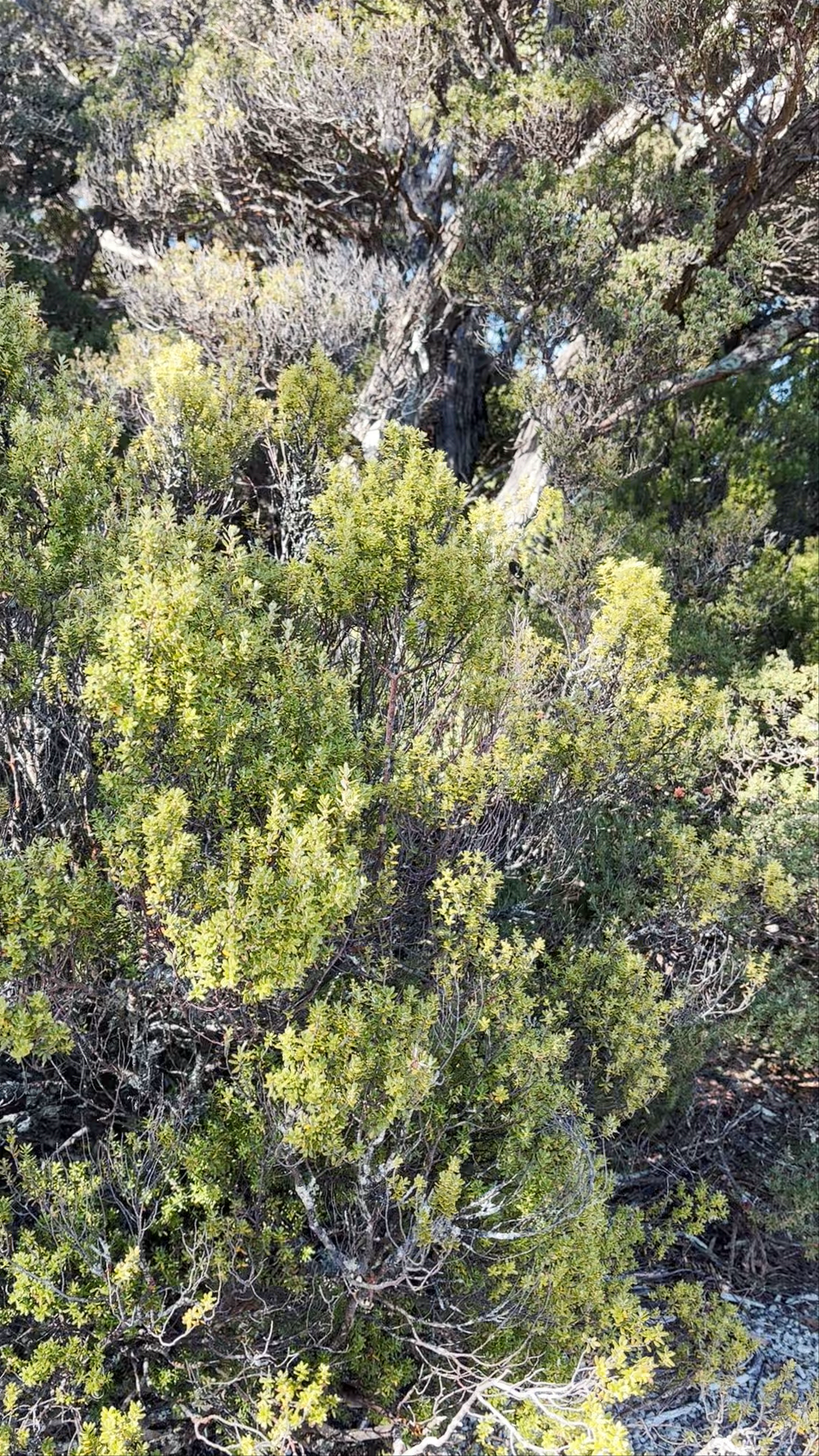 Cradle Mountain Reflection: A Serene Wilderness Escape