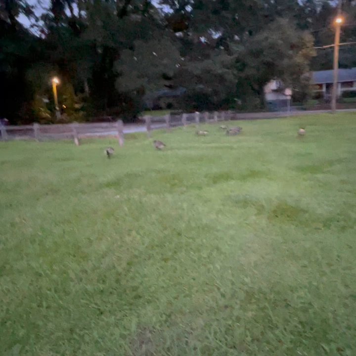 Waverly Pond - Parks Near Me - Tallahassee, Florida