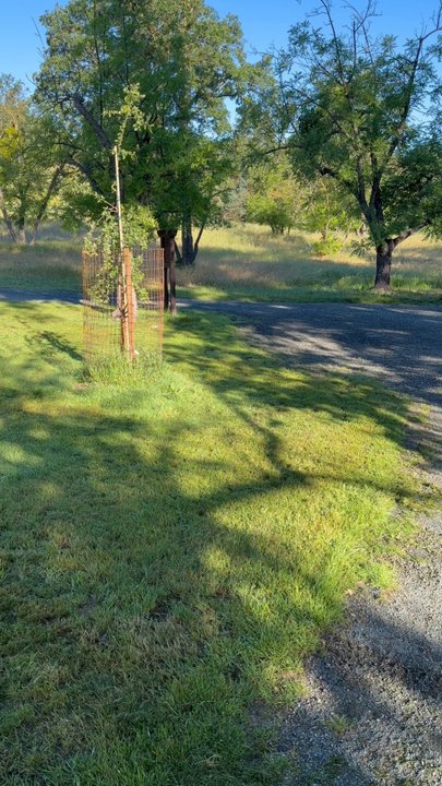 Sugarloaf Open Space - Orchard picnic and amphitheater - Hiking Near Me - Walnut Creek, California