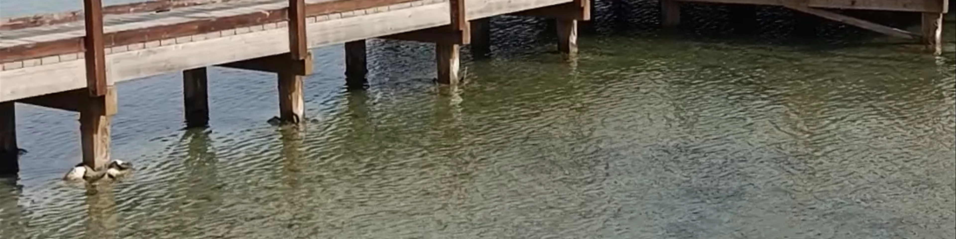 Baños de lodo