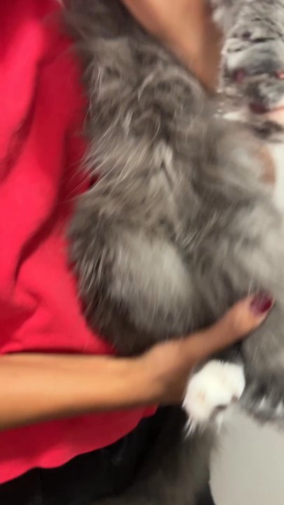 The Dog Zone - Pet Groomers Near Me - Monrovia, California