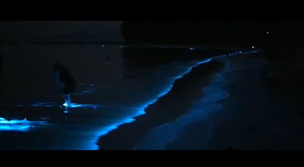 Photo of Bioluminescent plank