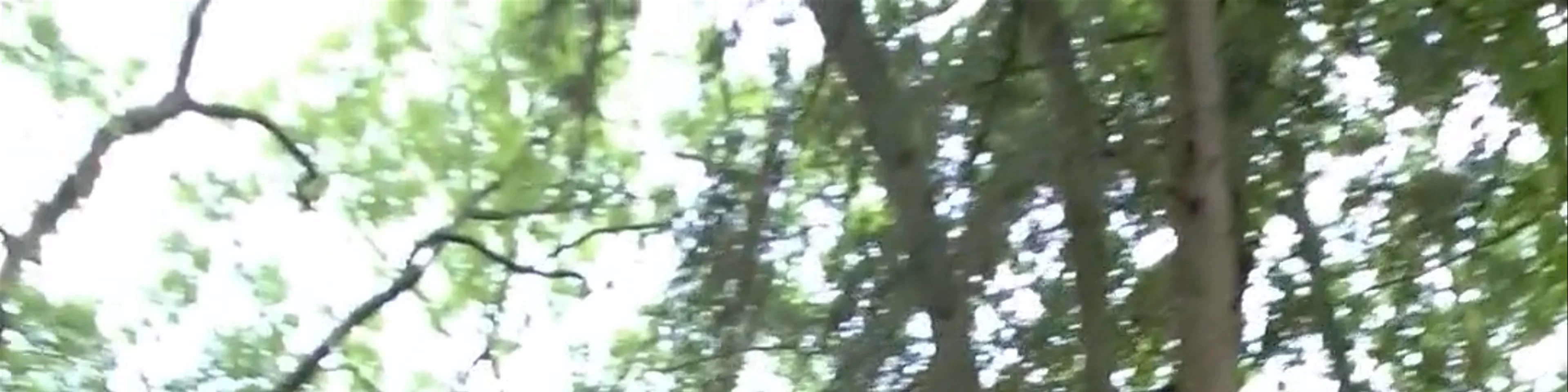 Go Ape Coventry