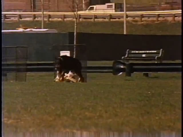 A handler trains a Doberman pinscher in an outdoor field before the dog enters a station wagon parked nearby.