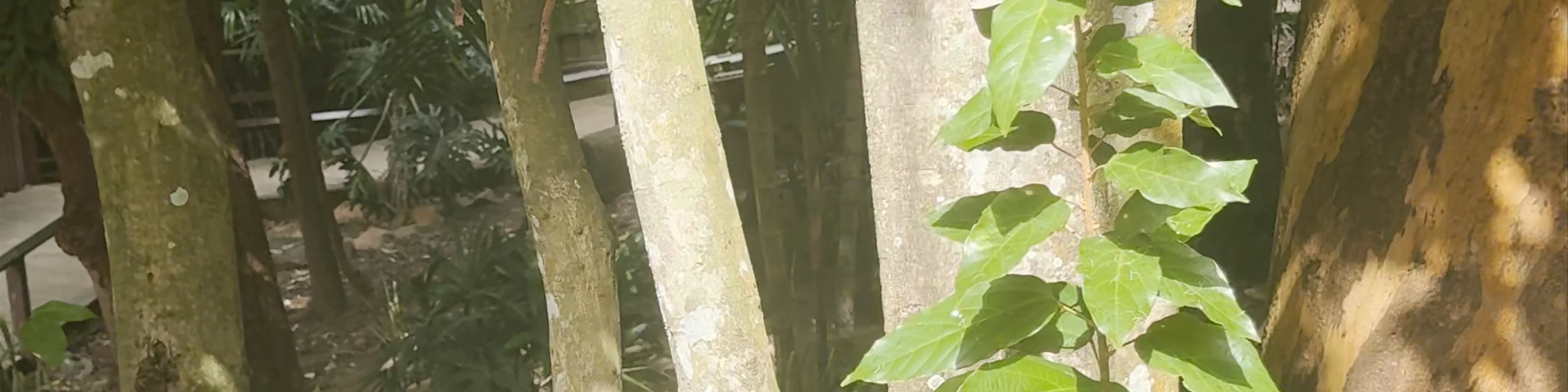 Hamilton Island Wildlife