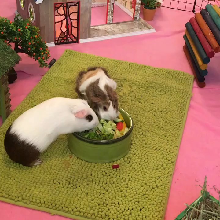 Empty Cages Collective - These are my babies adopted from empty cage Collective (two separate adoptions). - Animal Shelters Near Me