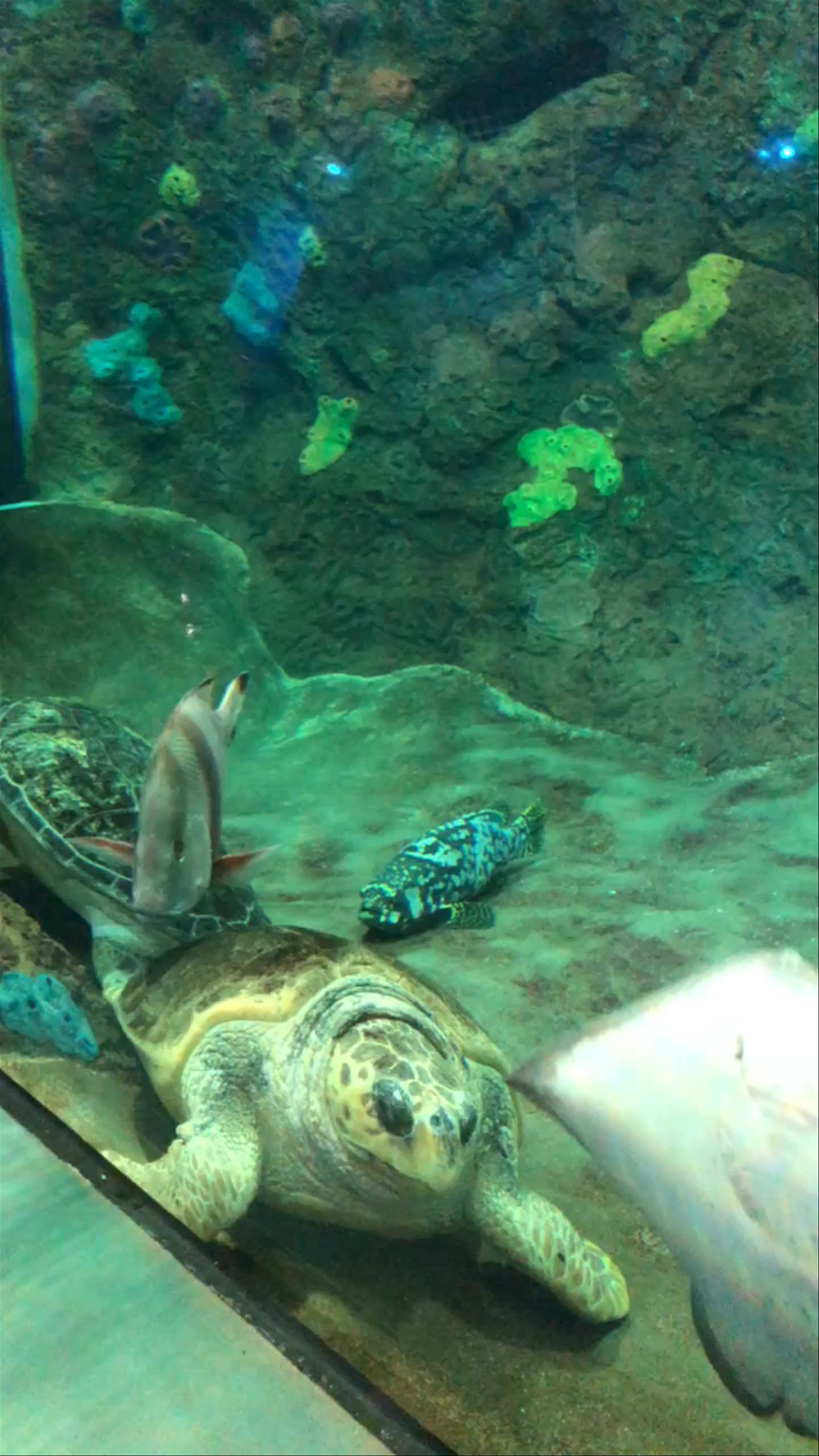 SeaWorld
