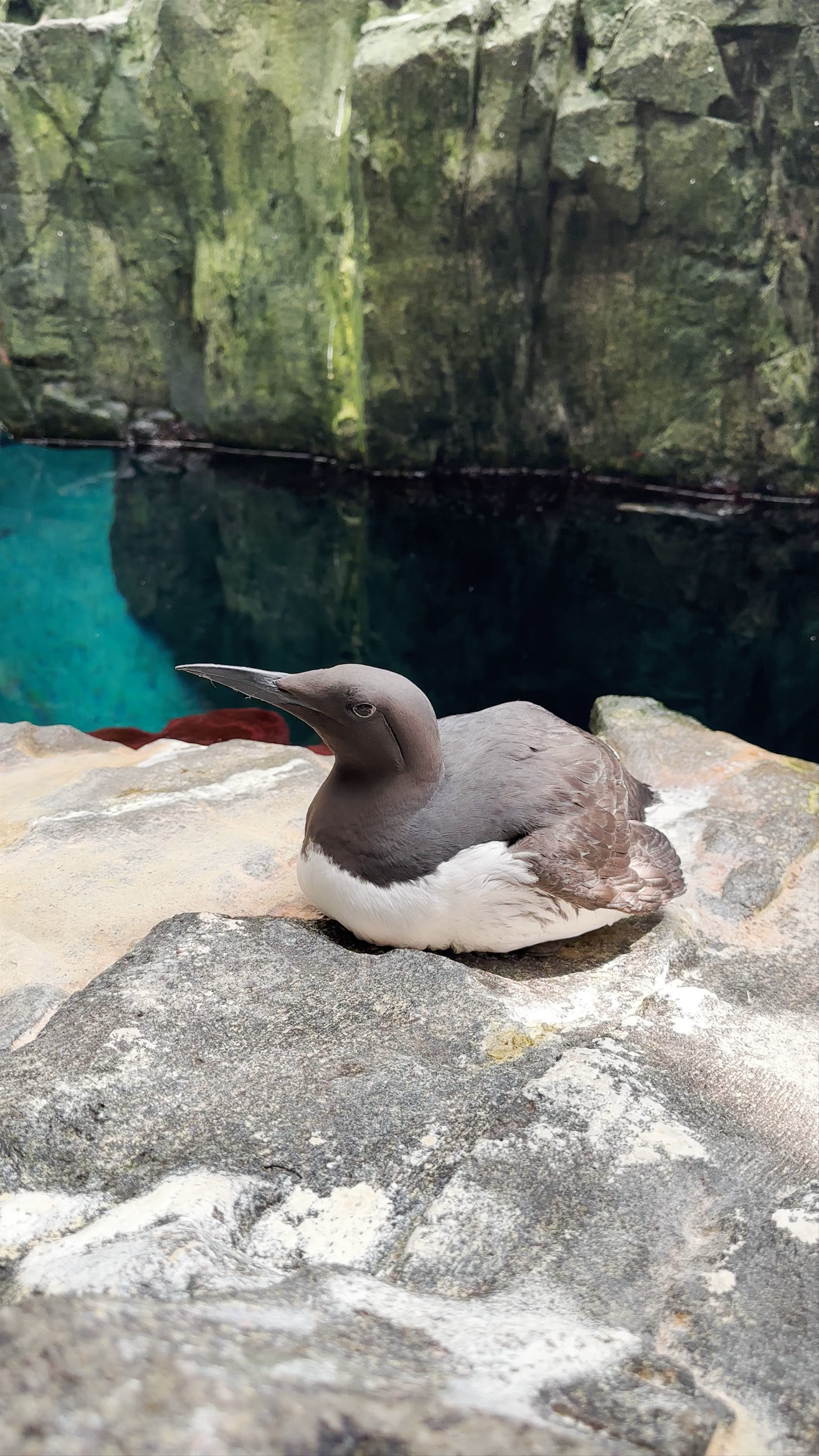 Oceanário de Lisboa