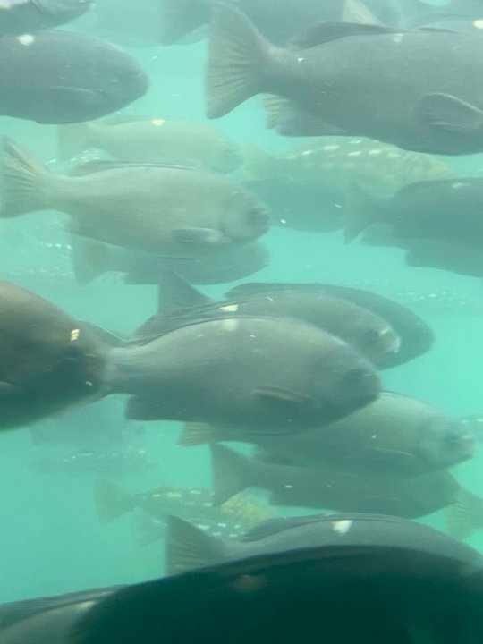 Catalina Expeditions - School of fish - Tours Near Me - Avalon, California