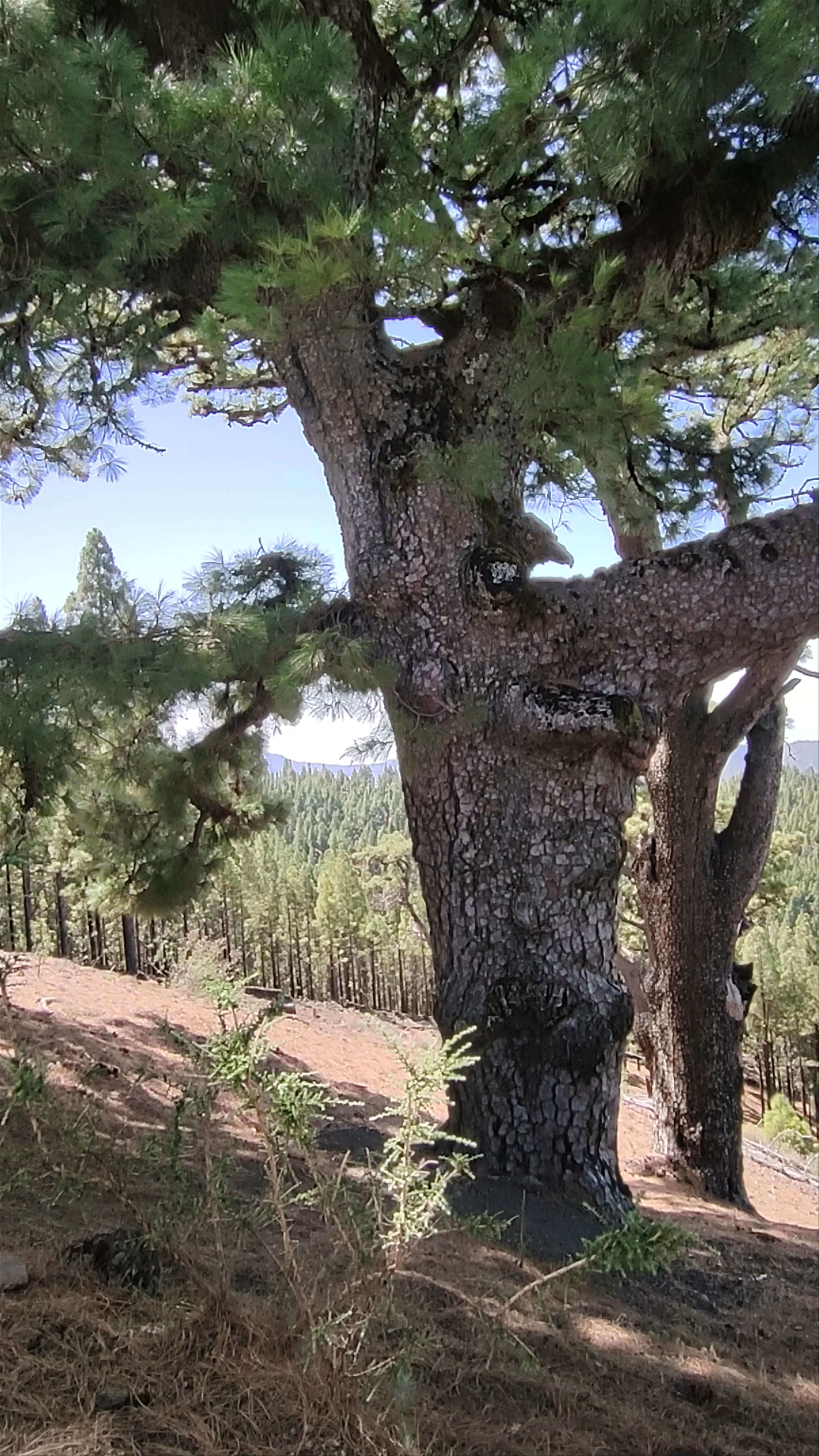 Mirador de Pinos de Gáldar