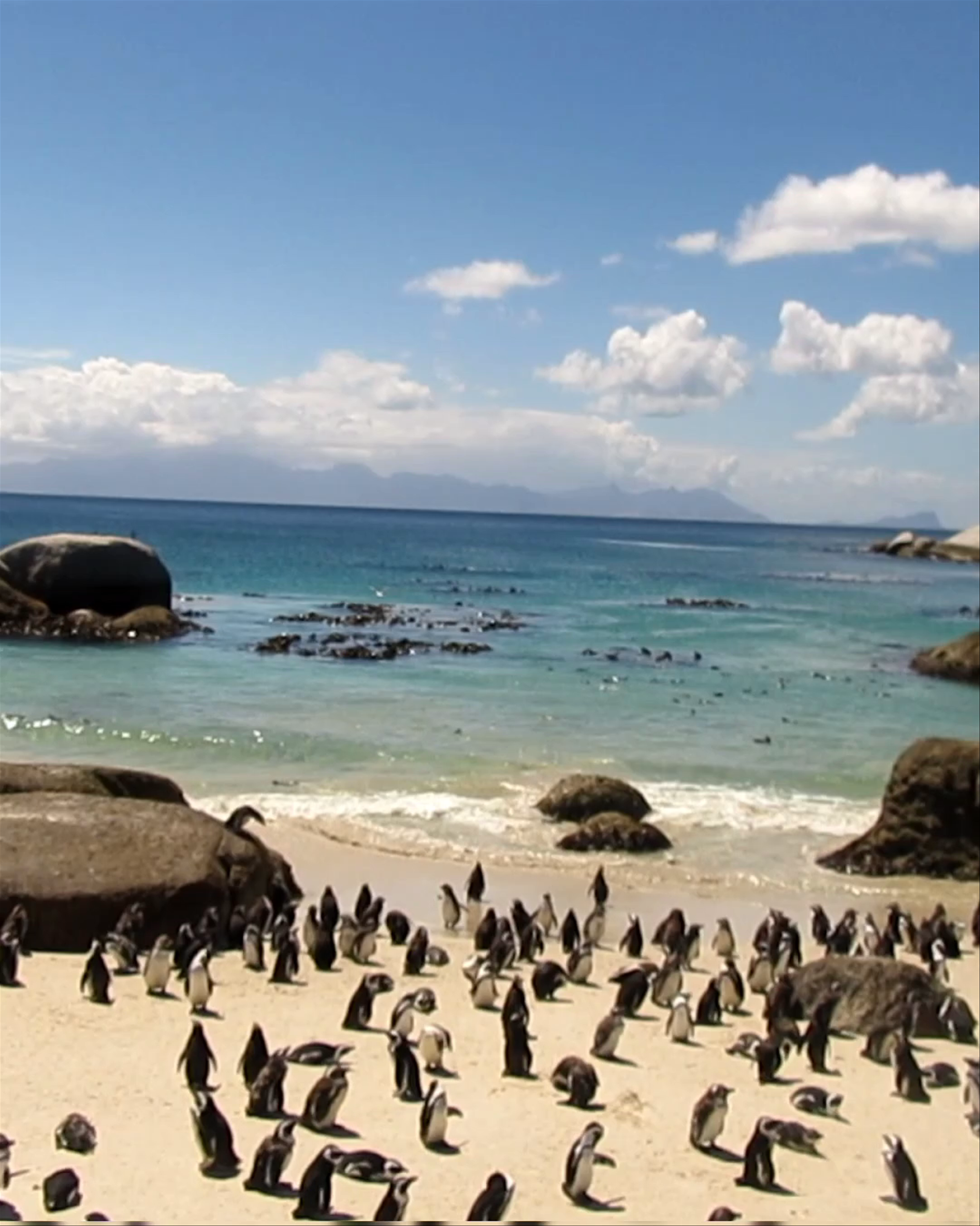 Penguin Colony at Boulders Beach