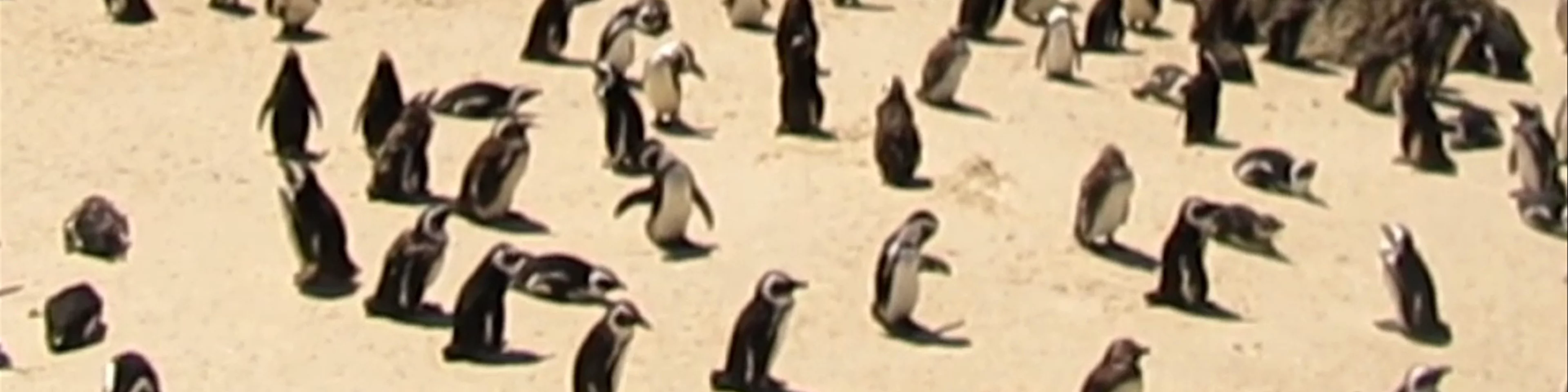 Penguin Colony at Boulders Beach