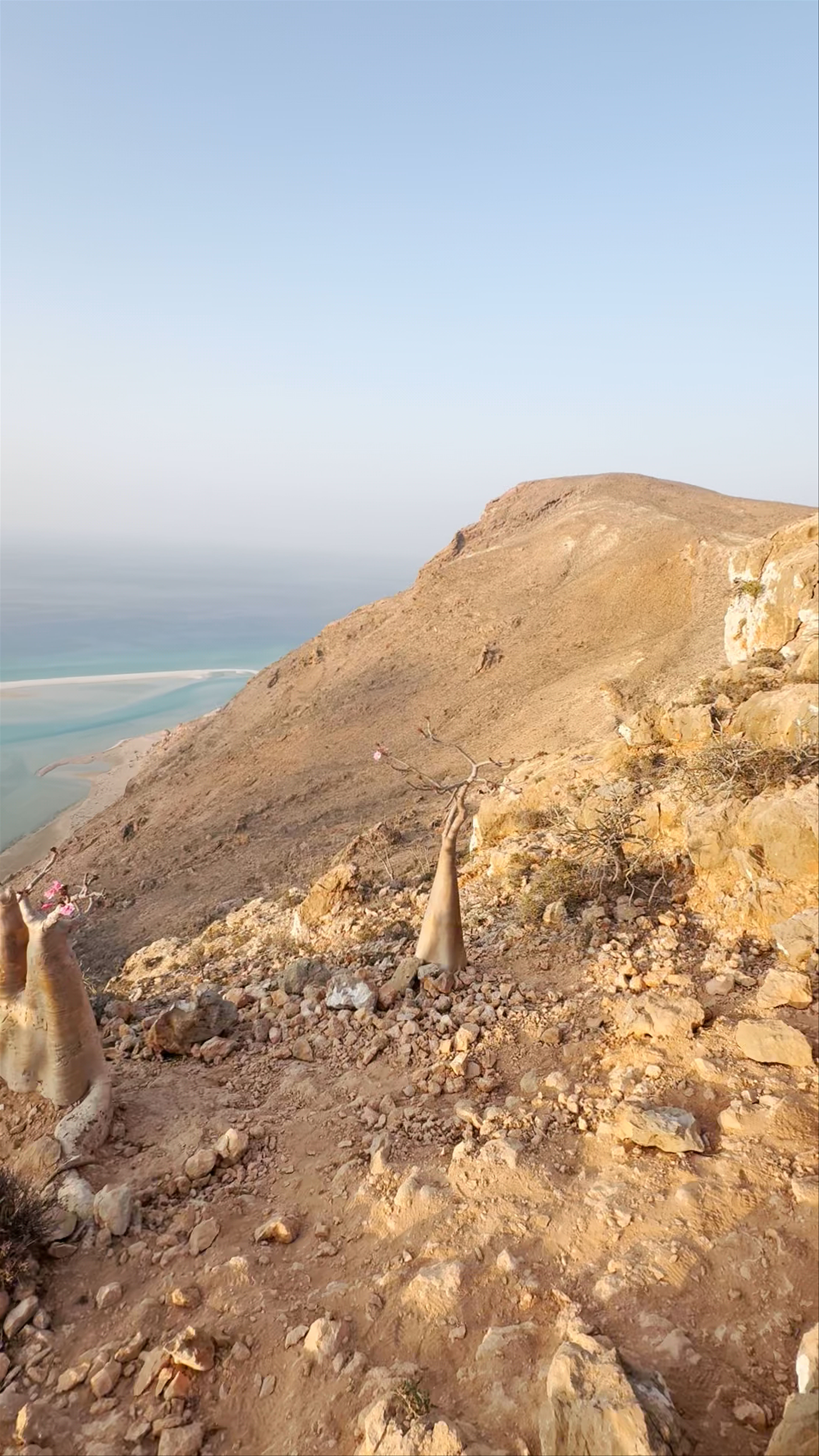 Bottle Tree View from Rugged Cliffs in Qalansiyah, Socotra