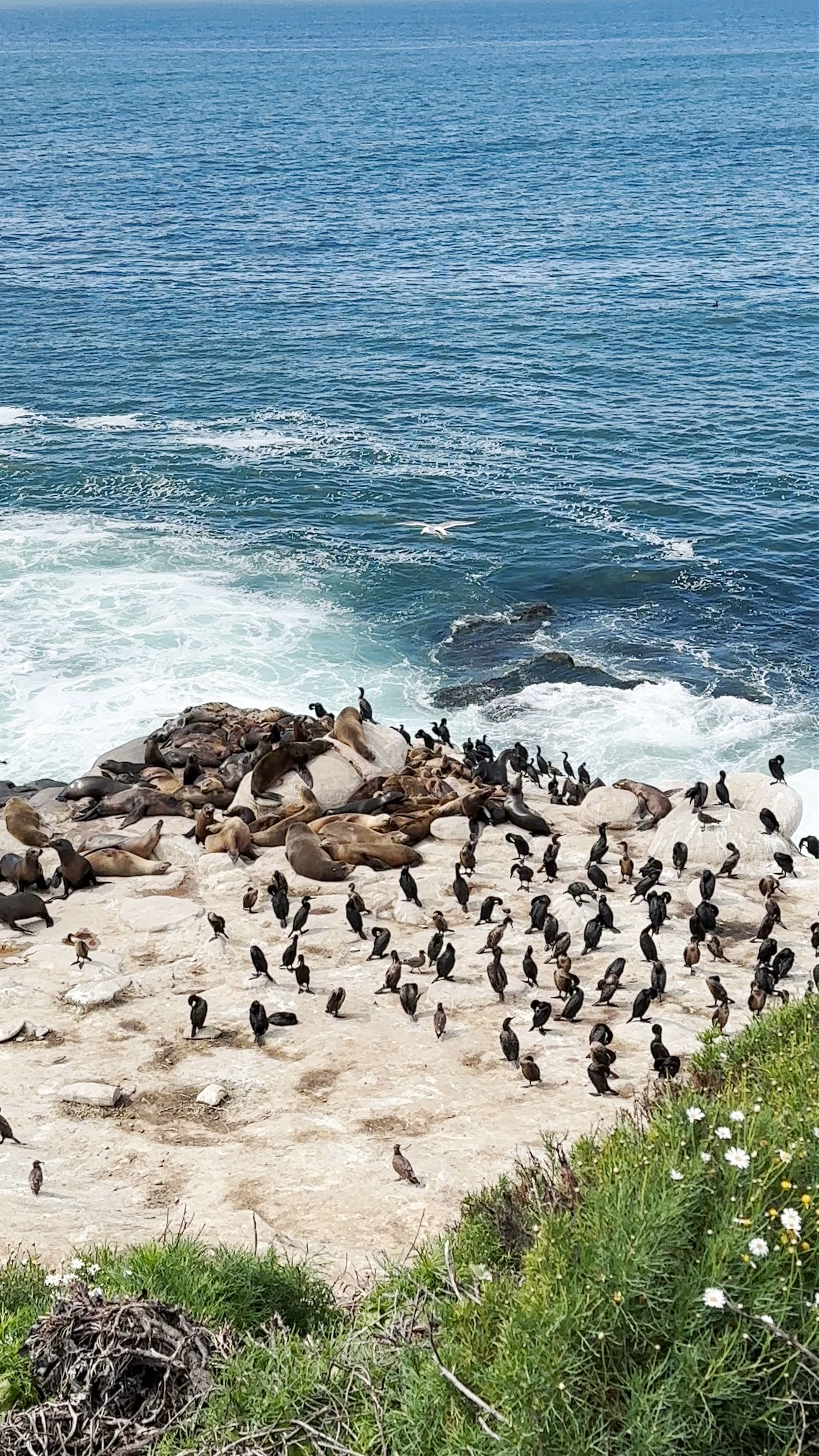 Wildlife Gathering at La Jolla Cove, San Diego