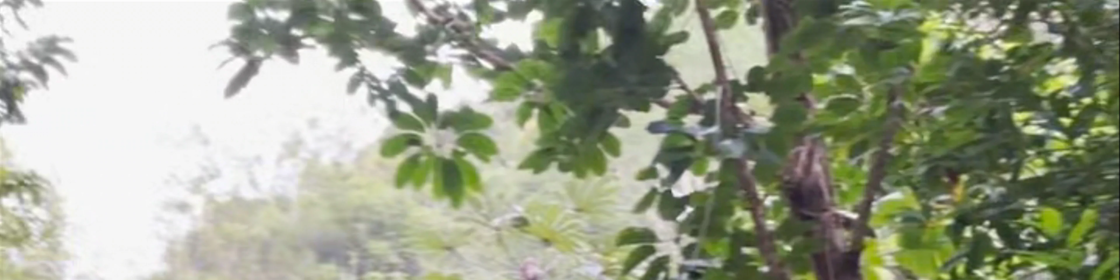 Mānoa Falls Trail